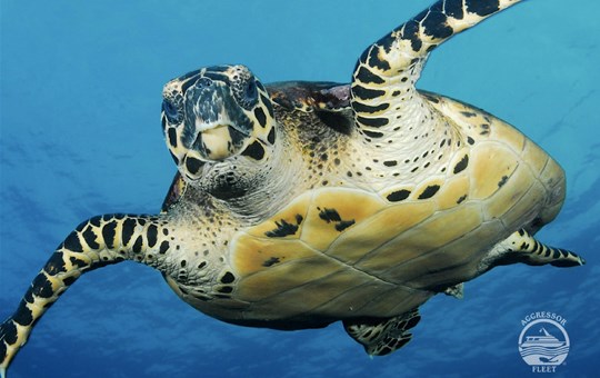 Okeanos Aggressor I Turtle